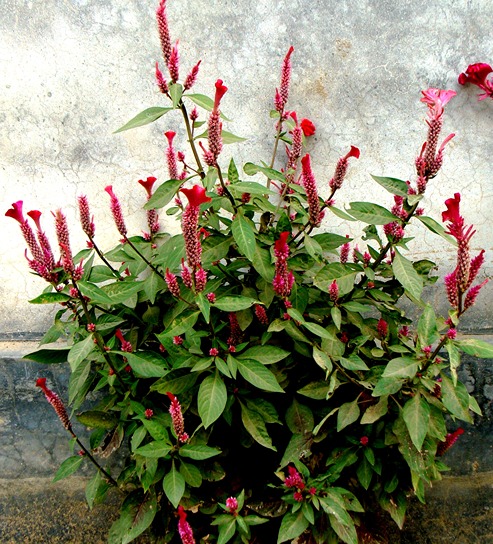 Celosia argentea (Cock's comb)